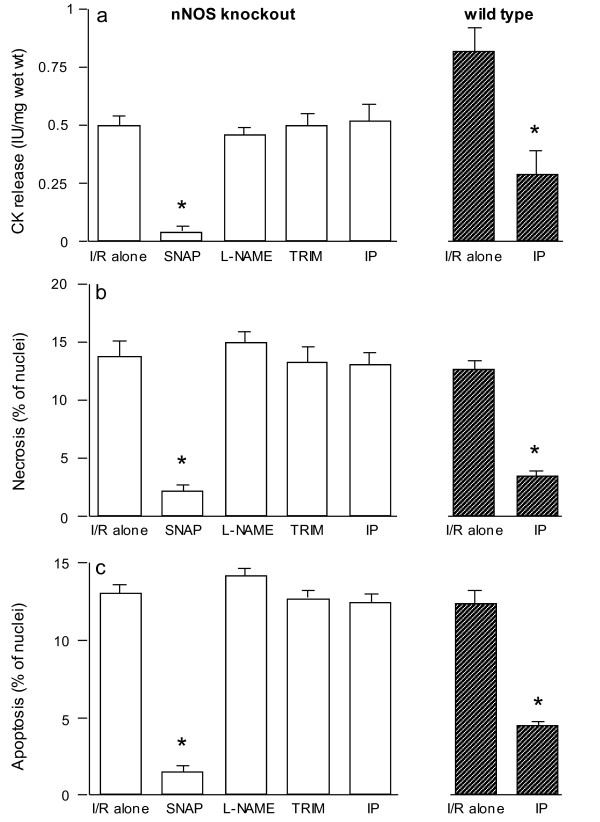 Dual role of nNOS in ischemic injury and preconditioning.