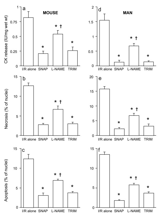Dual role of nNOS in ischemic injury and preconditioning.