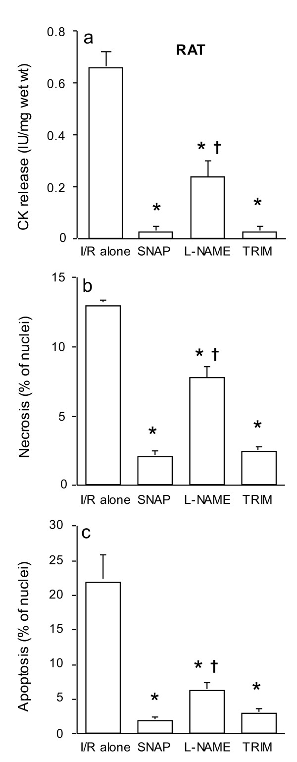 Dual role of nNOS in ischemic injury and preconditioning.