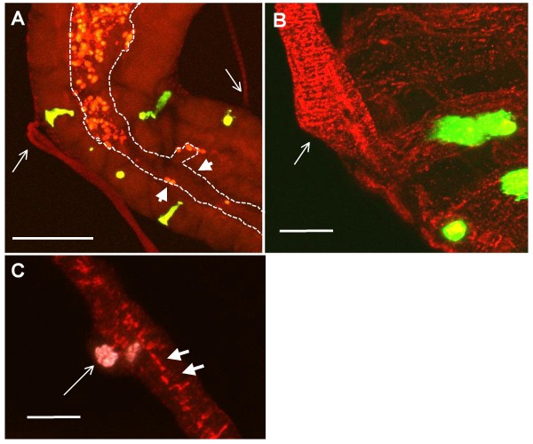 Peristalsis in the junction region of the Drosophila larval midgut is modulated by DH31 expressing enteroendocrine cells.