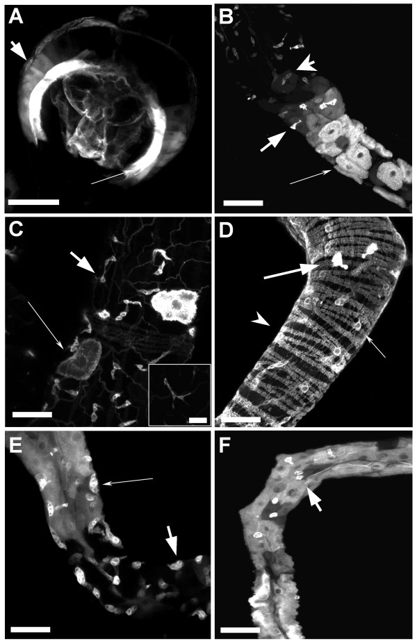 Peristalsis in the junction region of the Drosophila larval midgut is modulated by DH31 expressing enteroendocrine cells.
