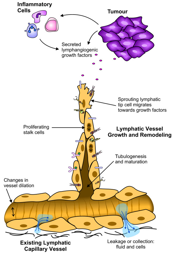 Targeting lymphatic vessel functions through tyrosine kinases.