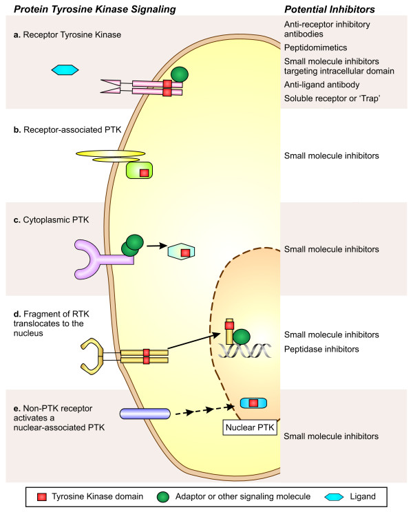 Targeting lymphatic vessel functions through tyrosine kinases.