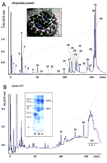 Antivenomics of Atropoides mexicanus and Atropoides picadoi snake venoms: Relationship to the neutralization of toxic and enzymatic activities.