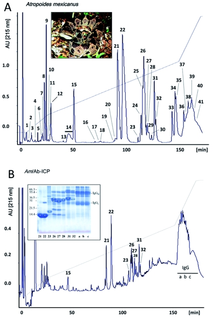 Antivenomics of Atropoides mexicanus and Atropoides picadoi snake venoms: Relationship to the neutralization of toxic and enzymatic activities.