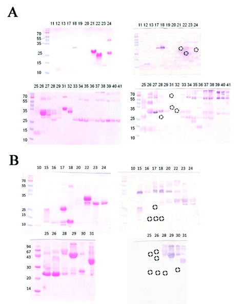 Antivenomics of Atropoides mexicanus and Atropoides picadoi snake venoms: Relationship to the neutralization of toxic and enzymatic activities.