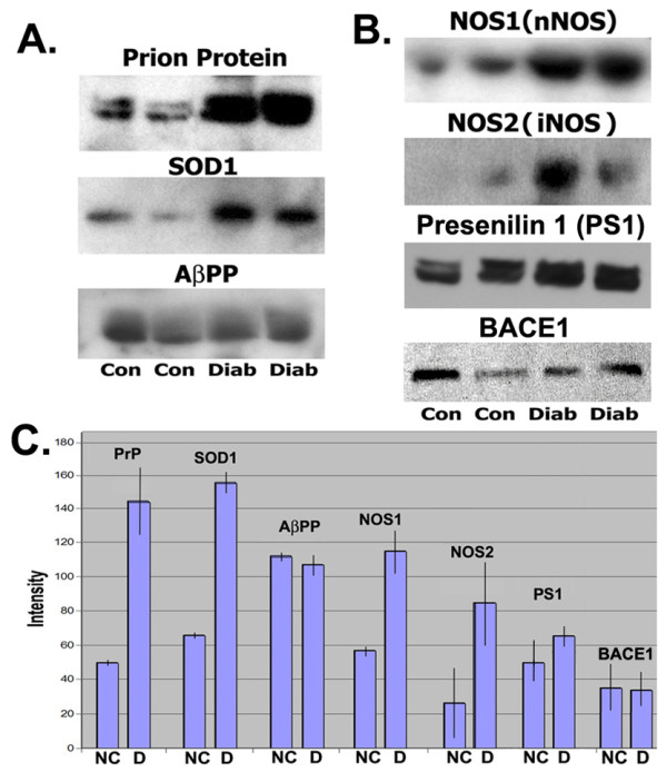 Increased expression and local accumulation of the prion protein, Alzheimer Aβ peptides, superoxide dismutase 1, and nitric oxide synthases 1 & 2 in muscle in a rabbit model of diabetes.