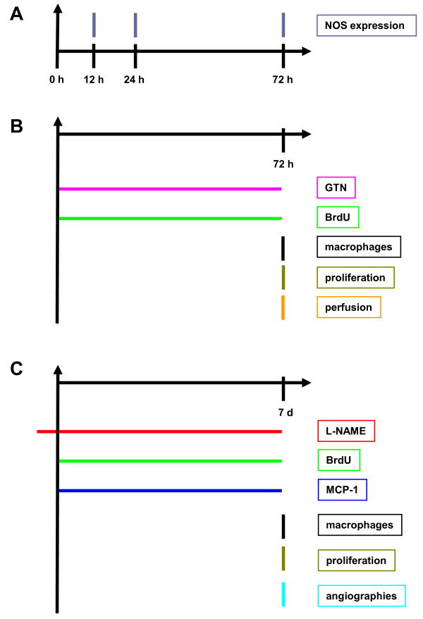 Temporal patterns of blood flow and nitric oxide synthase expression affect macrophage accumulation and proliferation during collateral growth.