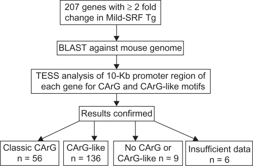 Identification of New SRF Binding Sites in Genes Modulated by SRF Over-Expression in Mouse Hearts.