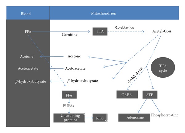 The ketogenic diet 2011: how it works.