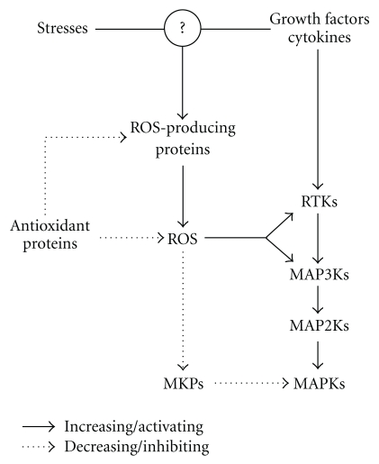 Mitogen-Activated Protein Kinases and Reactive Oxygen Species: How Can ROS Activate MAPK Pathways?