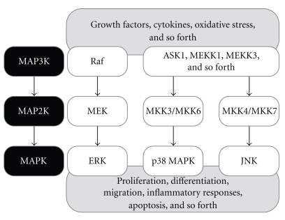 Mitogen-Activated Protein Kinases and Reactive Oxygen Species: How Can ROS Activate MAPK Pathways?