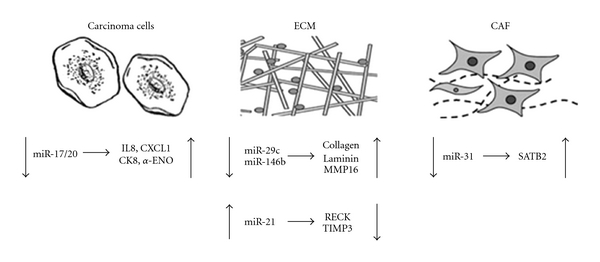 The Role of miRNAs as Key Regulators in the Neoplastic Microenvironment.