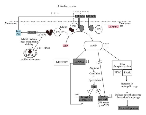 Role of cAMP Signaling in the Survival and Infectivity of the Protozoan Parasite, Leishmania donovani.