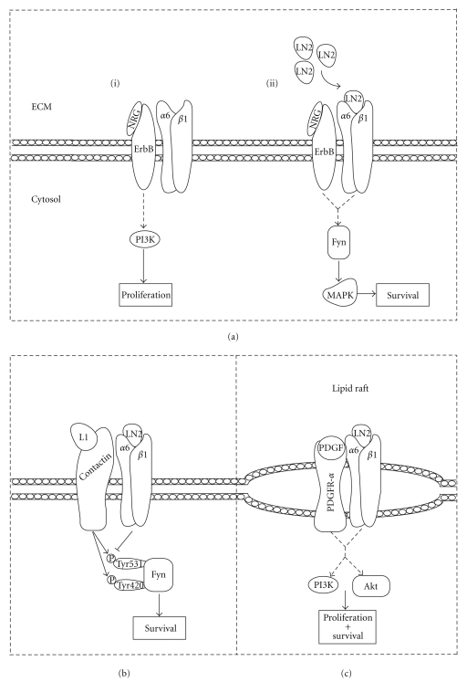 Integrin signaling in oligodendrocytes and its importance in CNS myelination.