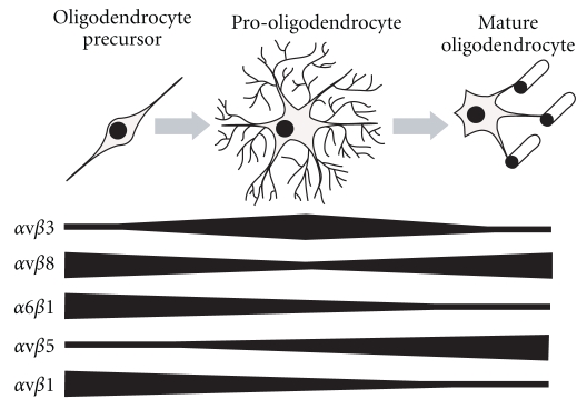 Integrin signaling in oligodendrocytes and its importance in CNS myelination.