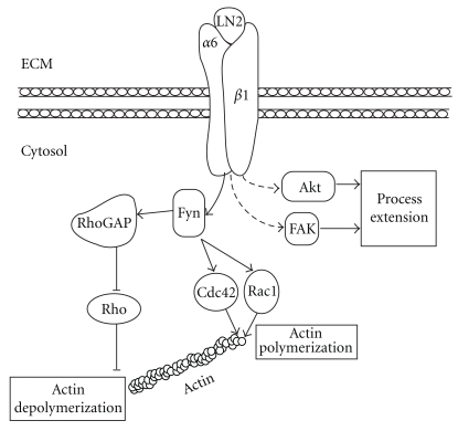 Integrin signaling in oligodendrocytes and its importance in CNS myelination.