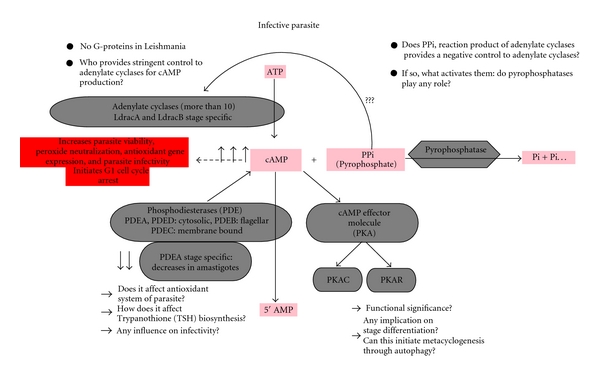 Role of cAMP Signaling in the Survival and Infectivity of the Protozoan Parasite, Leishmania donovani.