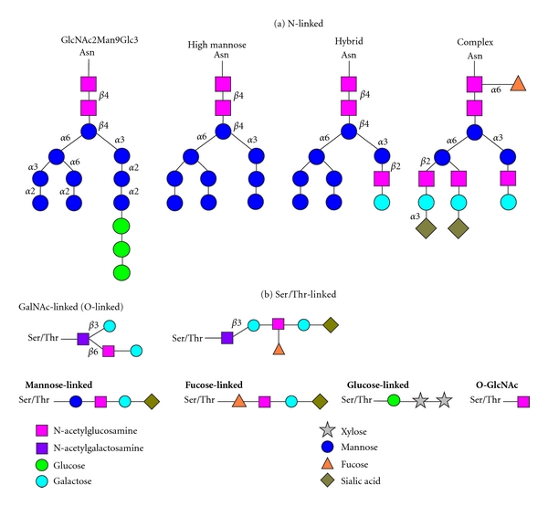 Glycoproteomics-based identification of cancer biomarkers.