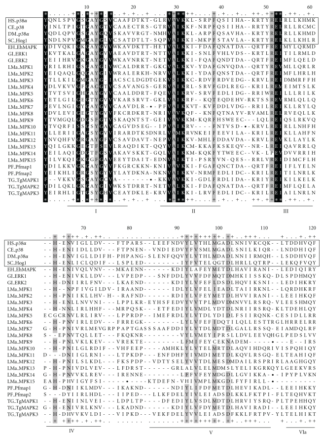 Parasite mitogen-activated protein kinases as drug discovery targets to treat human protozoan pathogens.