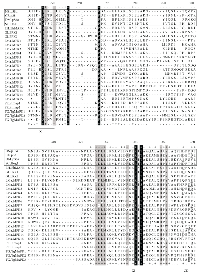 Parasite mitogen-activated protein kinases as drug discovery targets to treat human protozoan pathogens.