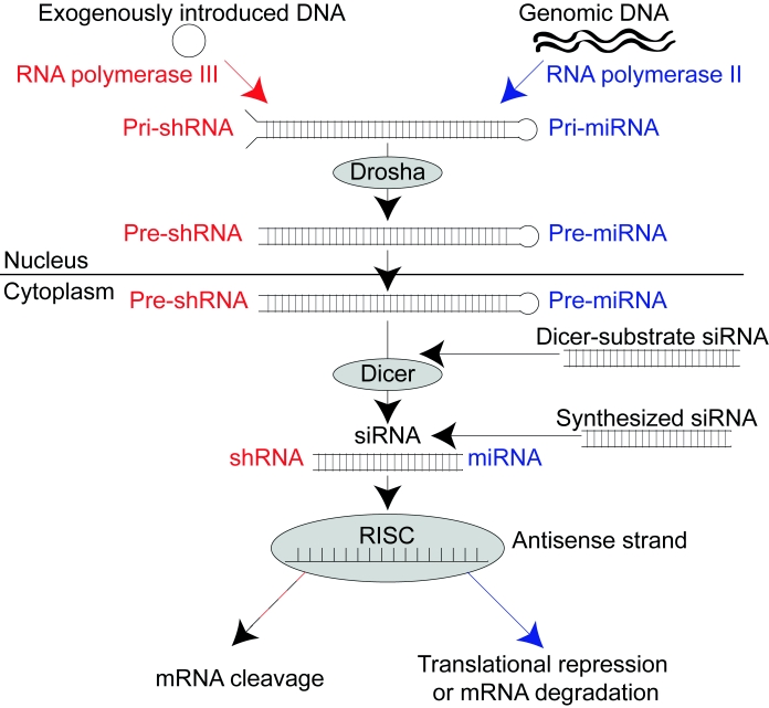 Non-cell-autonomous RNA interference in mammalian cells: Implications for in vivo cell-based RNAi delivery.