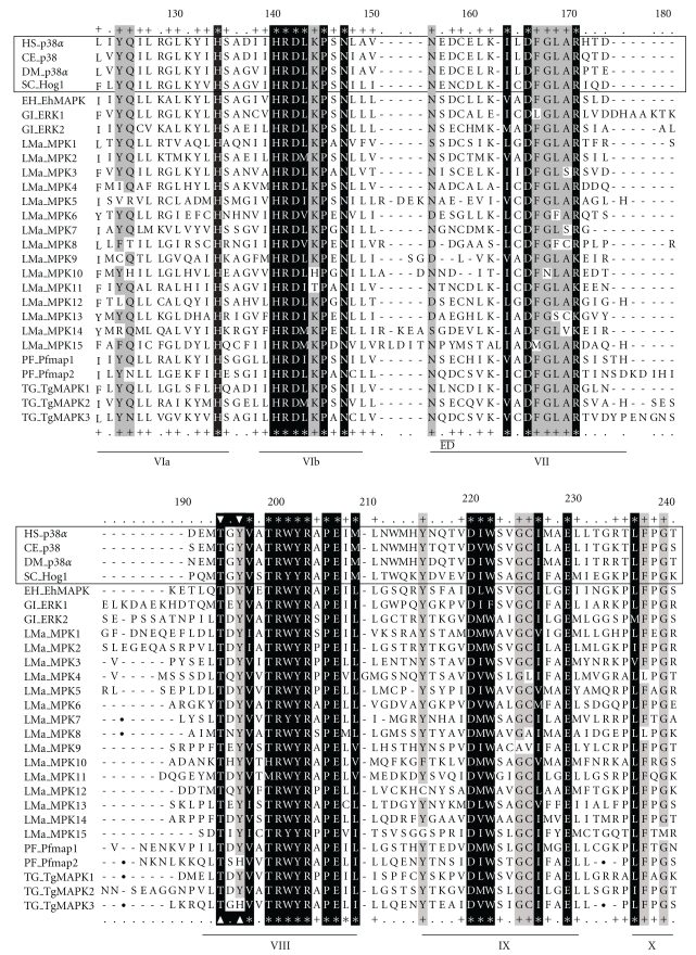 Parasite mitogen-activated protein kinases as drug discovery targets to treat human protozoan pathogens.