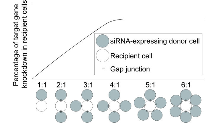 Non-cell-autonomous RNA interference in mammalian cells: Implications for in vivo cell-based RNAi delivery.