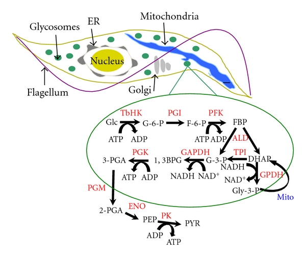 Glycolysis in the african trypanosome: targeting enzymes and their subcellular compartments for therapeutic development.