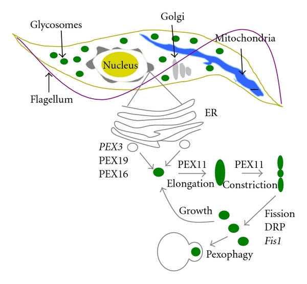 Glycolysis in the african trypanosome: targeting enzymes and their subcellular compartments for therapeutic development.