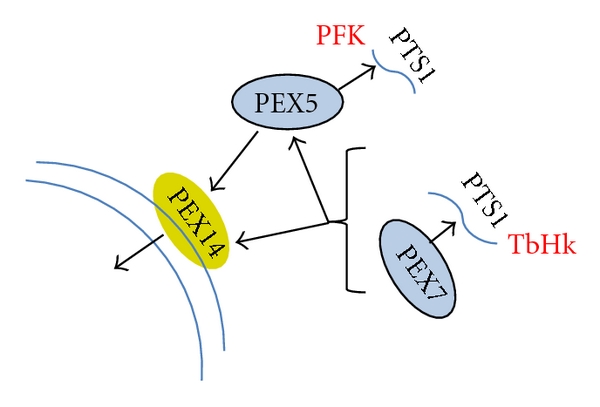 Glycolysis in the african trypanosome: targeting enzymes and their subcellular compartments for therapeutic development.