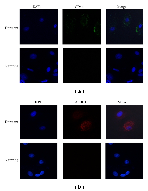 Breast cancer stem cells survive periods of farnesyl-transferase inhibitor-induced dormancy by undergoing autophagy.