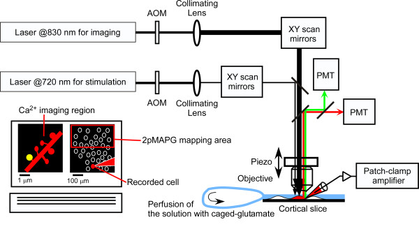 Simultaneous two-photon activation of presynaptic cells and calcium imaging in postsynaptic dendritic spines.