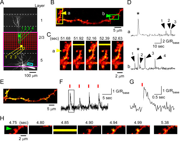 Simultaneous two-photon activation of presynaptic cells and calcium imaging in postsynaptic dendritic spines.