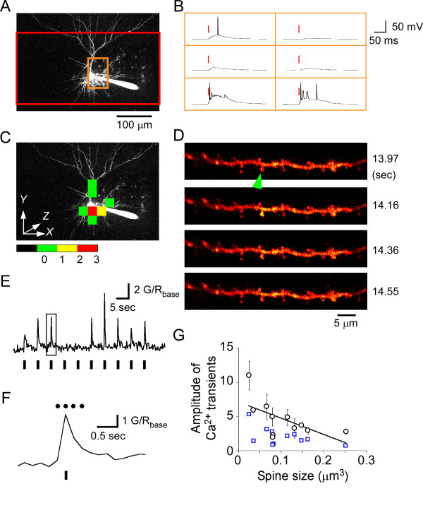 Simultaneous two-photon activation of presynaptic cells and calcium imaging in postsynaptic dendritic spines.
