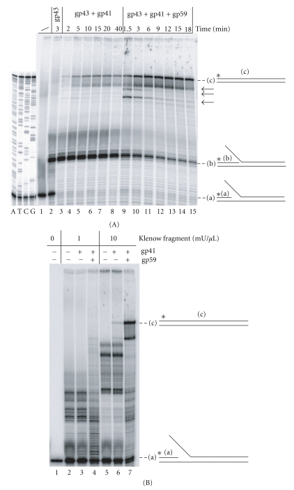 5'CAG and 5'CTG Repeats Create Differential Impediment to the Progression of a Minimal Reconstituted T4 Replisome Depending on the Concentration of dNTPs.