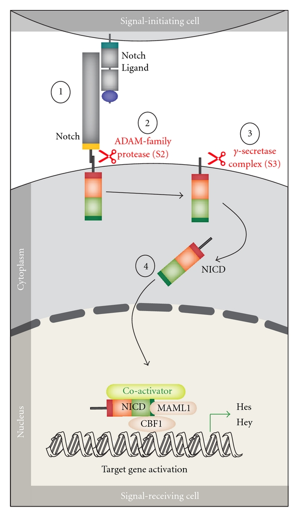 Future perspectives: therapeutic targeting of notch signalling may become a strategy in patients receiving stem cell transplantation for hematologic malignancies.