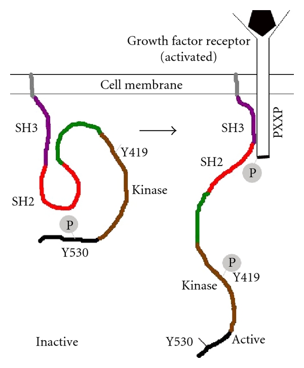 Regulation of SRC family kinases in human cancers.
