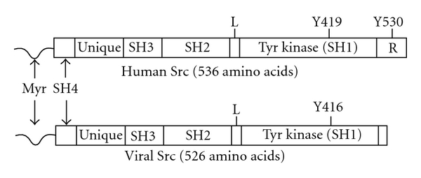 Regulation of SRC family kinases in human cancers.