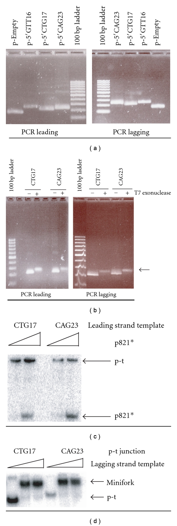 5'CAG and 5'CTG Repeats Create Differential Impediment to the Progression of a Minimal Reconstituted T4 Replisome Depending on the Concentration of dNTPs.