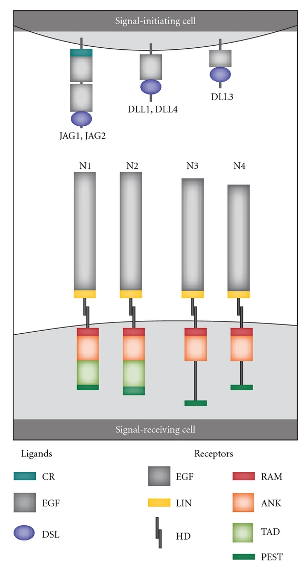 Future perspectives: therapeutic targeting of notch signalling may become a strategy in patients receiving stem cell transplantation for hematologic malignancies.