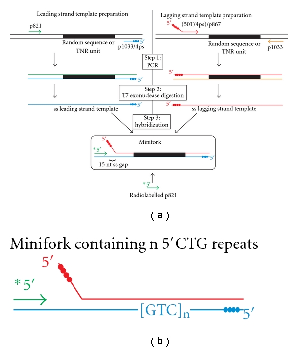 5'CAG and 5'CTG Repeats Create Differential Impediment to the Progression of a Minimal Reconstituted T4 Replisome Depending on the Concentration of dNTPs.