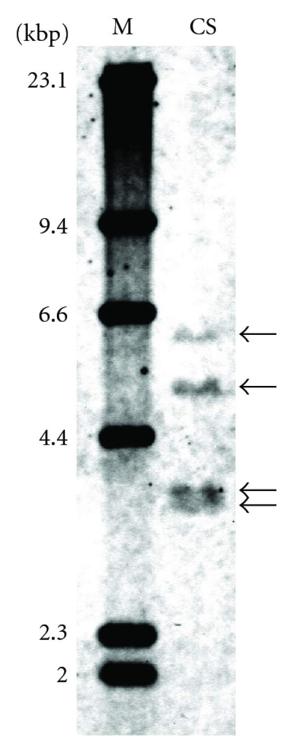 Differential expression of three flavanone 3-hydroxylase genes in grains and coleoptiles of wheat.