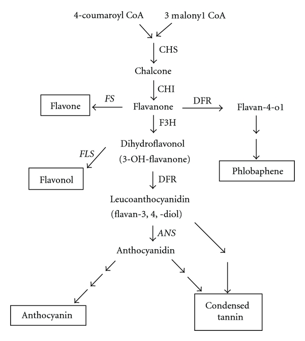 Differential expression of three flavanone 3-hydroxylase genes in grains and coleoptiles of wheat.