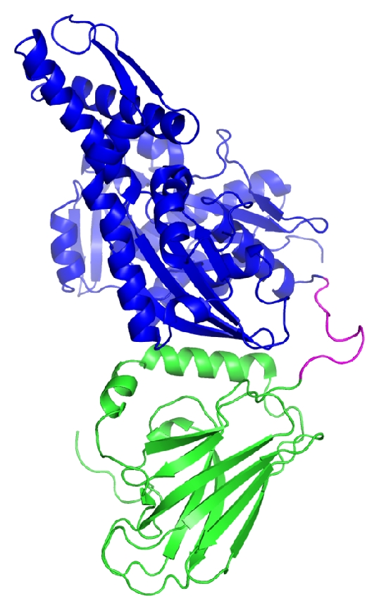 Heat shock proteins in association with heat tolerance in grasses.