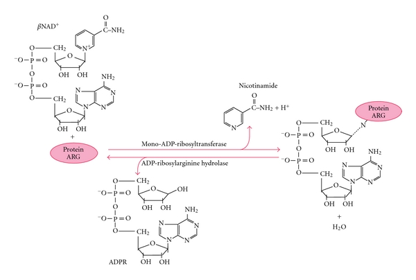 Structural and Functional Consequences Induced by Post-Translational Modifications in α-Defensins.