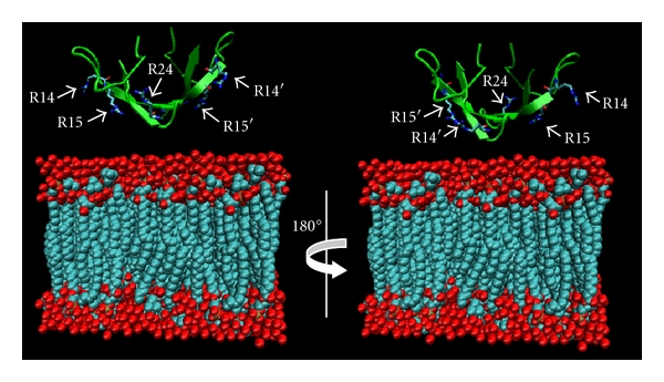 Structural and Functional Consequences Induced by Post-Translational Modifications in α-Defensins.