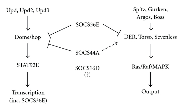 Drosophila SOCS Proteins.