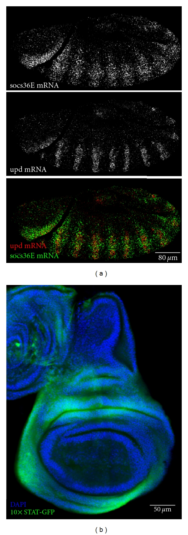 Drosophila SOCS Proteins.