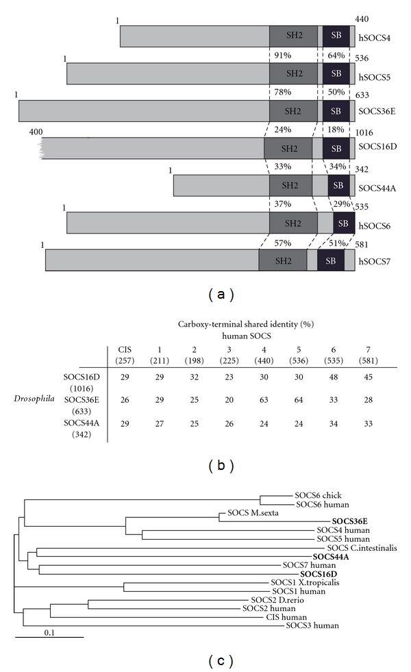 Drosophila SOCS Proteins.